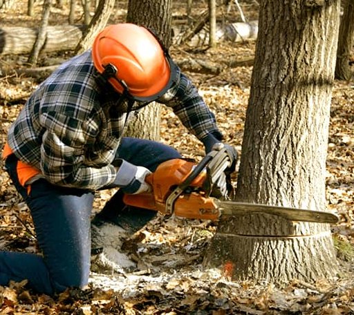Tree Removal in Rock City Falls, NY